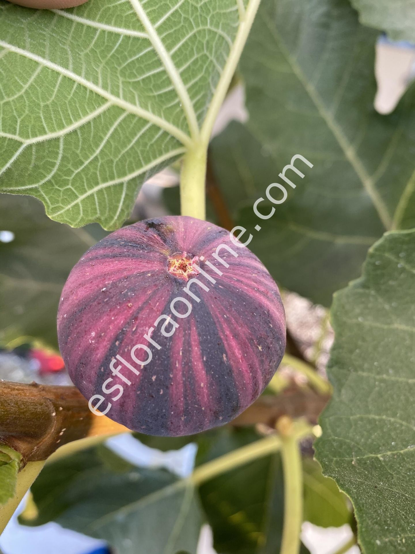 Bordissot Negra Rimada BNR incir fidanı çeliği