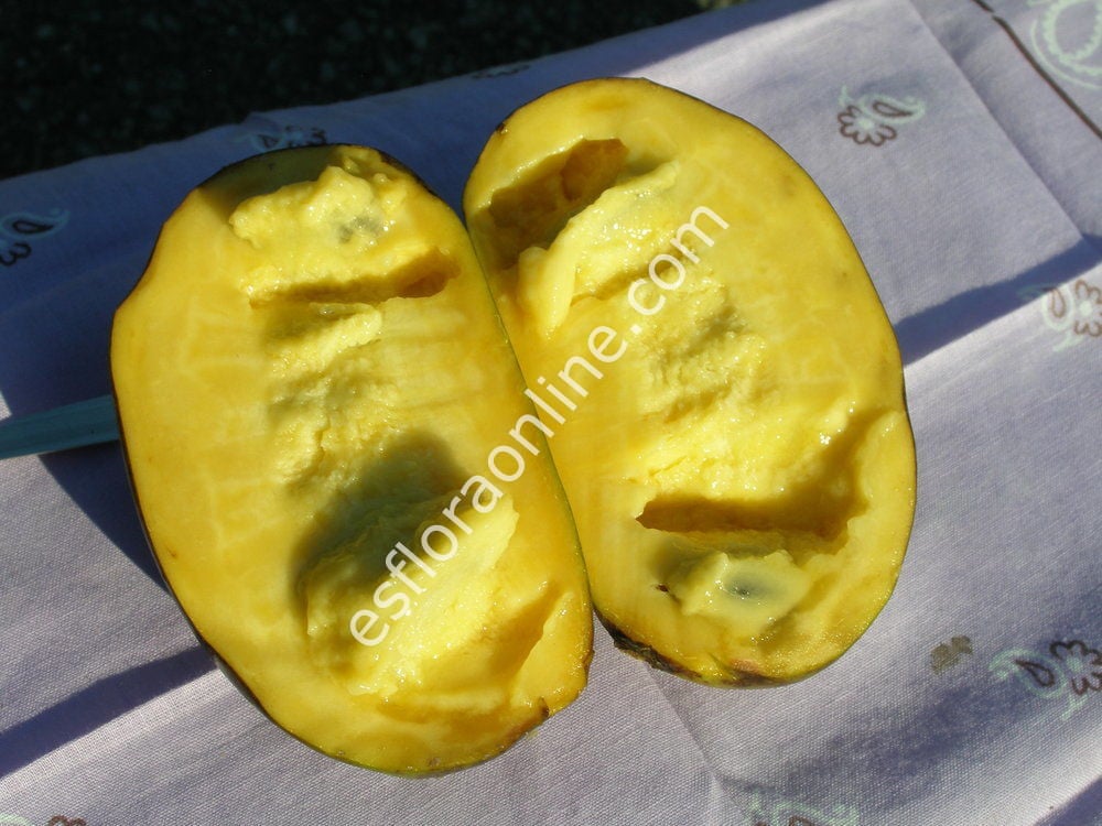Allegheny pawpaw fidanı - Asimina triloba Allegheny
