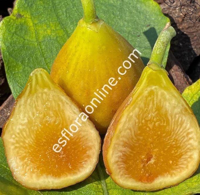 Peter's Honey incir çeliği