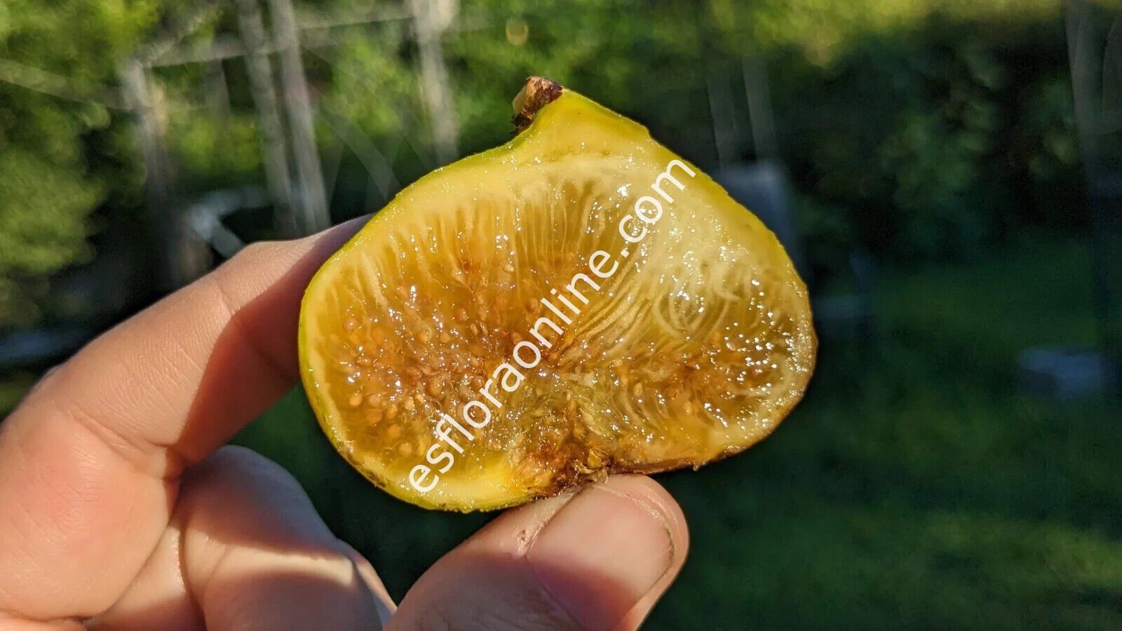 LSU Gold incir çeliği