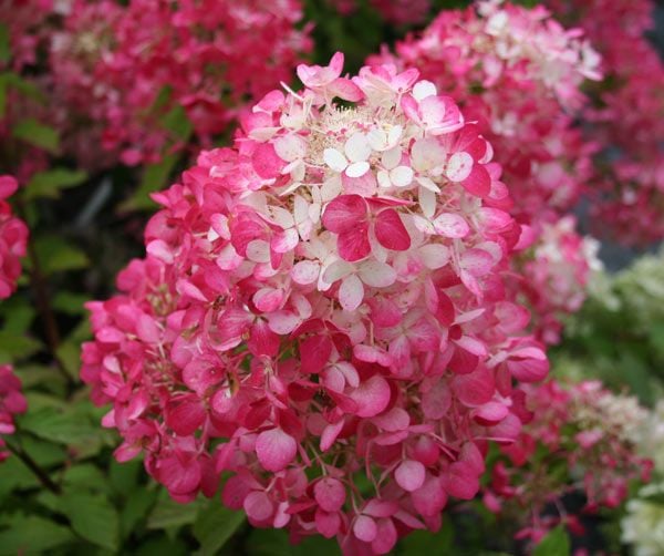 Hydrangea paniculata  'Diamant Rouge'®