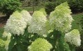 Hydrangea paniculata Limelight