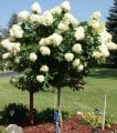 Hydrangea paniculata Limelight