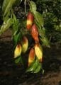 Jujube - Ziziphus jujuba