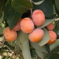 Virginiana