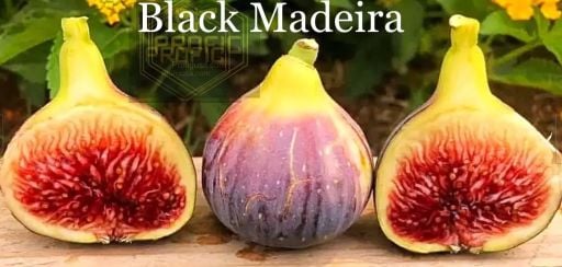 Özel / nadir bulunan incir fidanı çeşitleri