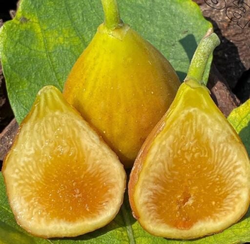 Bal aromalı incir çeşitleri