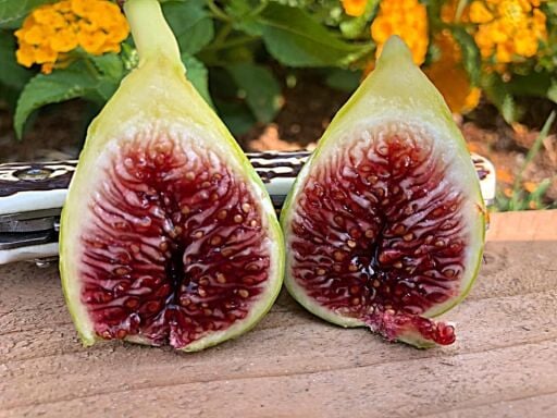 Egzotik / kompleks aromalı incir çeşitleri