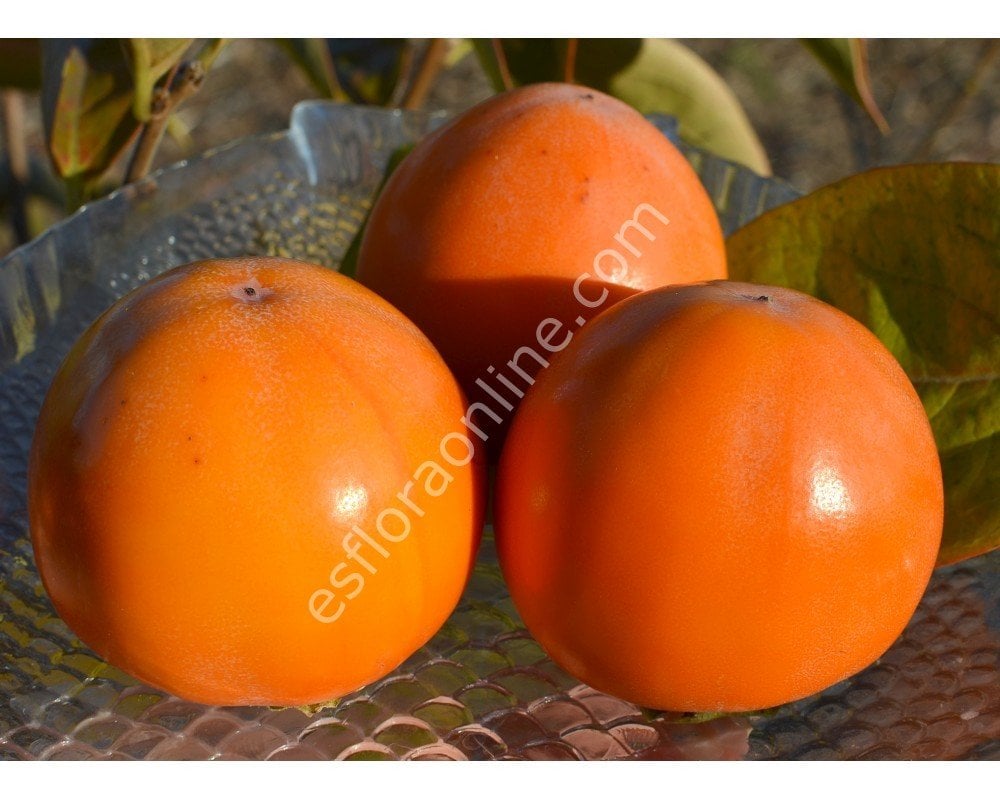 Gora Goverla persimmon - Diospyros x Gora Goverla