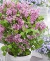 Syringa Josée - Bodur Yediveren Leylak fidani