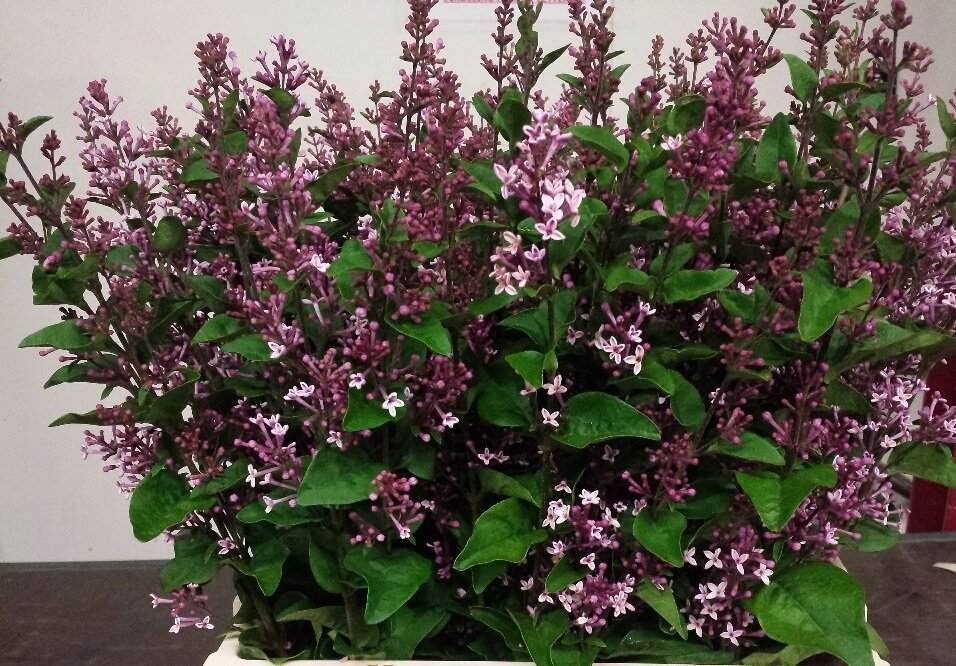 Syringa Josée - Bodur Yediveren Leylak fidani