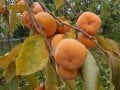 Dar Sofiyivky hybrid persimmon - Diospyros x Dar Sofiyivky