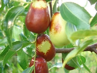 Own rooted Lang jujube - Ziziphus jujuba Lang | Jujube - Ziziphus