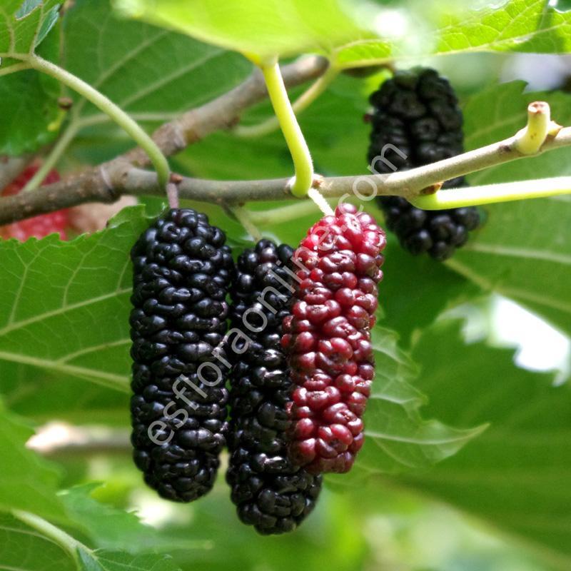 Amerikan Yediveren dut - Morus alba x rubra Illinois Everbearing aşı kalemi