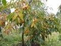 Dar Sofiyivky soğuğa dayanıklı Cennet elması - Trabzon hurması fidanı (Diospyros kaki x D.virginiana) Dar Sofiyivky