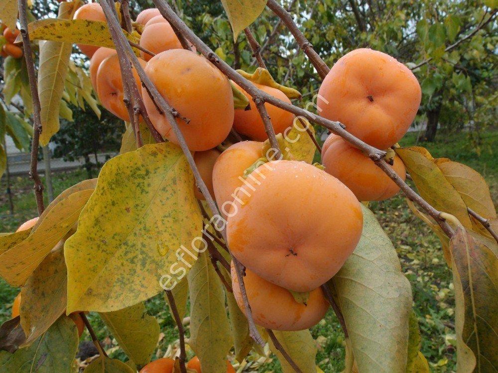 Dar Sofiyivky soğuğa dayanıklı Cennet elması - Trabzon hurması fidanı (Diospyros kaki x D.virginiana) Dar Sofiyivky