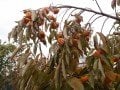Dar Sofiyivky soğuğa dayanıklı Cennet elması - Trabzon hurması fidanı (Diospyros kaki x D.virginiana) Dar Sofiyivky