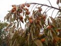 Dar Sofiyivky soğuğa dayanıklı Cennet elması - Trabzon hurması fidanı (Diospyros kaki x D.virginiana) Dar Sofiyivky