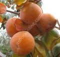 Pamjať Černjaeva soğuğa dayanıklı Cennet elması - Trabzon hurması fidanı (Diospyros kaki x D.virginiana) Pamjať Černjaeva