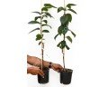 Pamjať Černjaeva soğuğa dayanıklı Cennet elması - Trabzon hurması fidanı (Diospyros kaki x D.virginiana) Pamjať Černjaeva