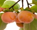Izu Erkenci Cennet Elması - Trabzon hurması fidanı - Diospyros kaki Izu