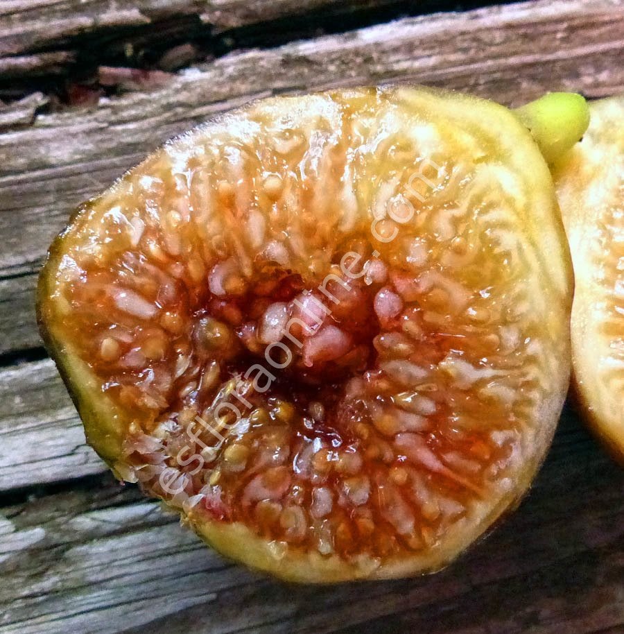 Florea incir fidanı - Ficus carica Florea