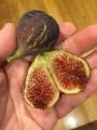 Marseilles Black VS incir fidanı - Ficus carica Marseilles Black VS