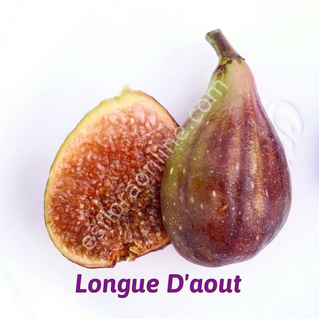 Longue d'Aout incir fidanı - Ficus carica Longue d'Aout