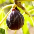 Hardy Chicago incir fidanı - Ficus carica Hardy Chicago