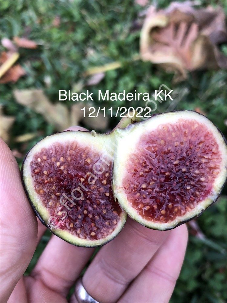 Black Madeira KK incir fidanı - Ficus carica Black Madeira KK