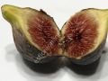 Black Madeira KK incir fidanı - Ficus carica Black Madeira KK