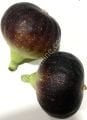 Black Madeira KK incir fidanı - Ficus carica Black Madeira KK