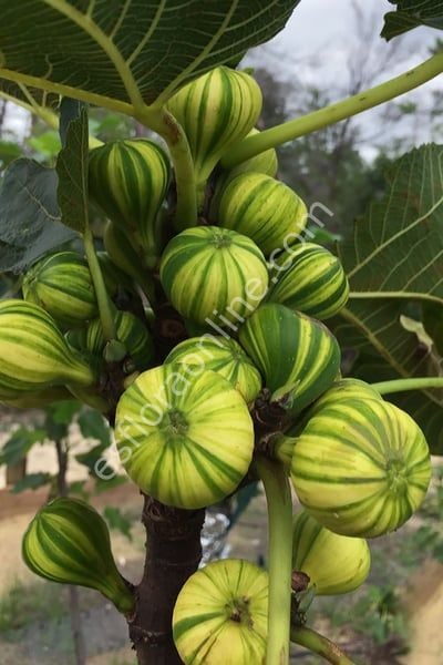 Panaché incir fidanı - Ficus carica Panaché