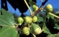 Panaché incir fidanı - Ficus carica Panaché