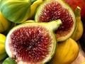 Panaché incir fidanı - Ficus carica Panaché