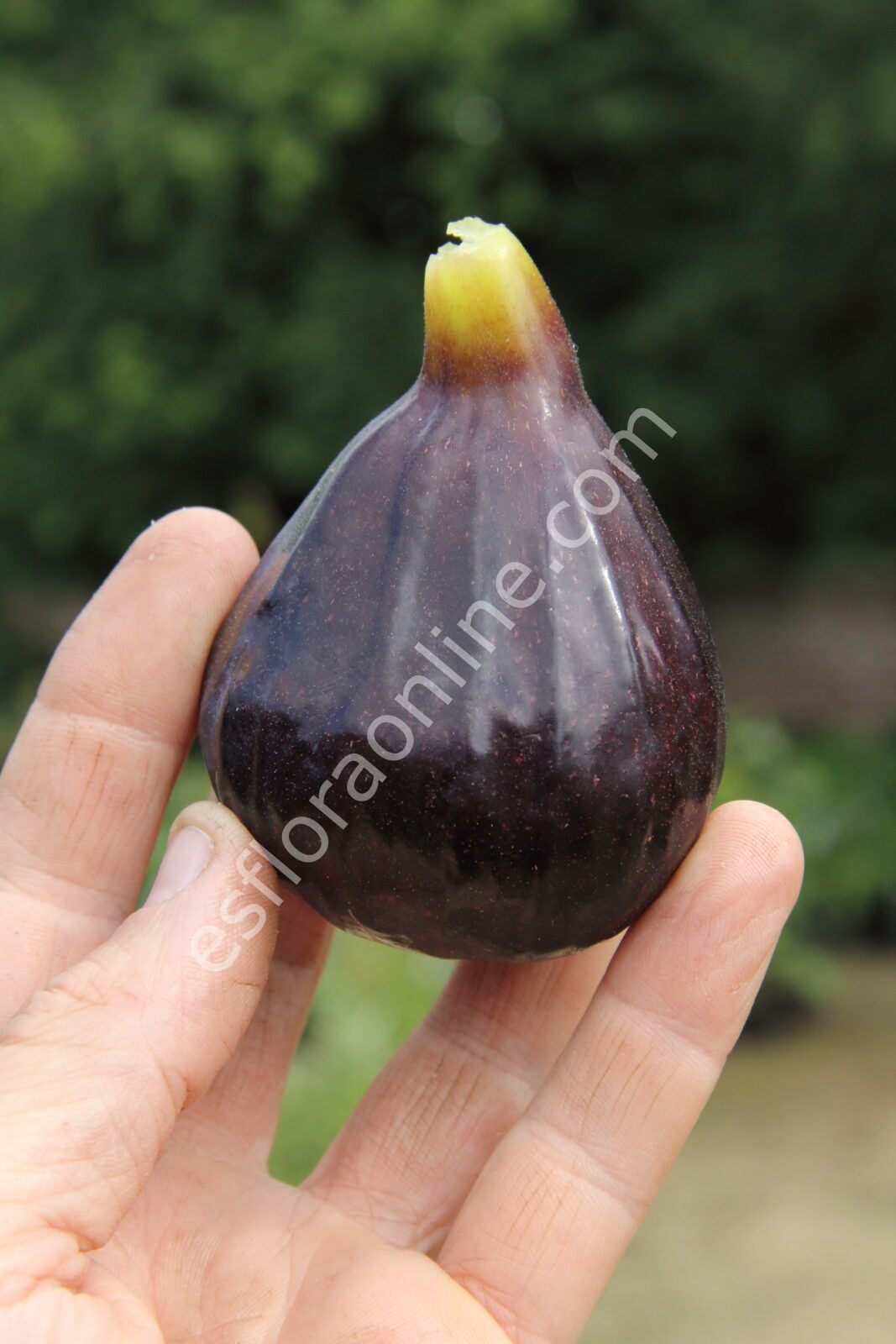 Sultane incir fidanı - Ficus carica Sultane