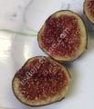 Rouge de Bordeaux incir fidanı - Ficus carica Rouge de Bordeaux