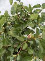 Strawberry Verte incir fidanı - Ficus carica Strawberry Verte