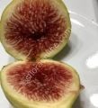 Smith incir fidanı - Ficus carica Smith