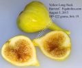 Yellow Long Neck incir fidanı - Ficus carica Yellow Long Neck