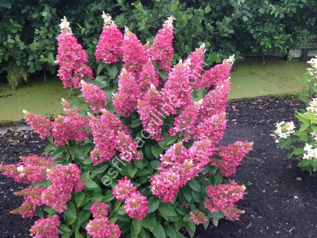 Hydrangea paniculata Pinky Winky