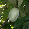 Shenandoah pawpaw fidanı - Asimina triloba Shenandoah