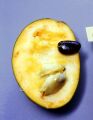 Shenandoah pawpaw fidanı - Asimina triloba Shenandoah