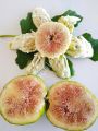 Snowball incir fidanı - Ficus carica Snowball