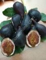 Violetta Gigante incir fidanı - Ficus carica Violetta Gigante