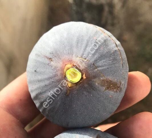 TR6z22c incir fidanı - Ficus carica TR6z22c
