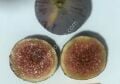 TR6z22c incir fidanı - Ficus carica TR6z22c