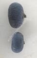 TR6z22c incir fidanı - Ficus carica TR6z22c