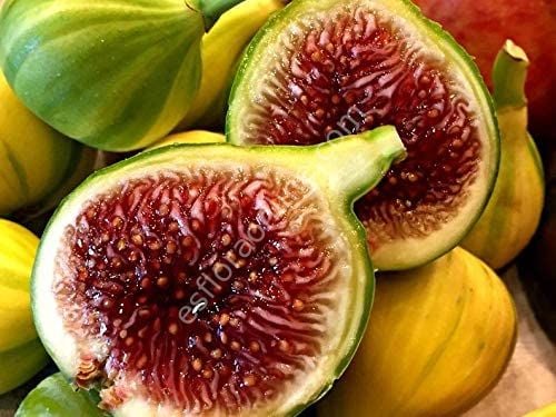 Panaché incir fidanı - Ficus carica Panaché