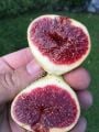 Strawberry Verte incir fidanı